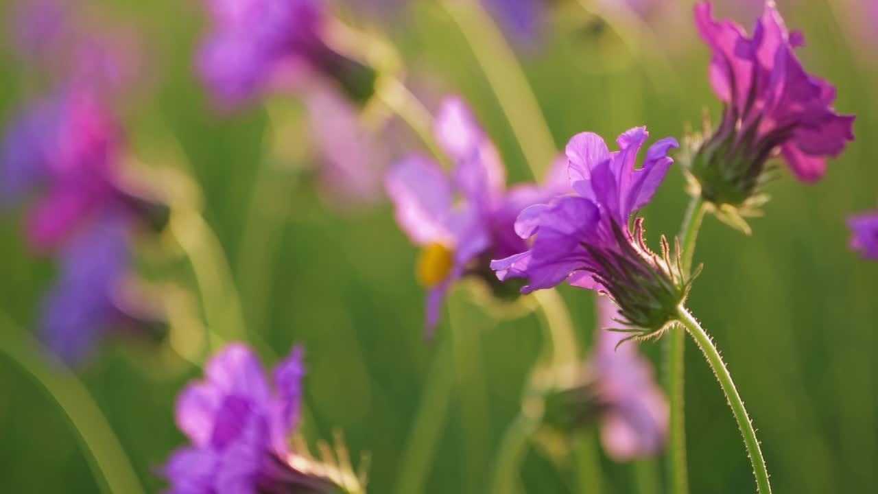 Close-up video of vibrant purple flowers with a soft-focus background