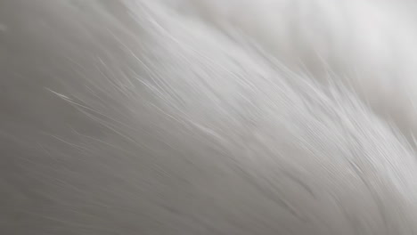 abstract white texture background