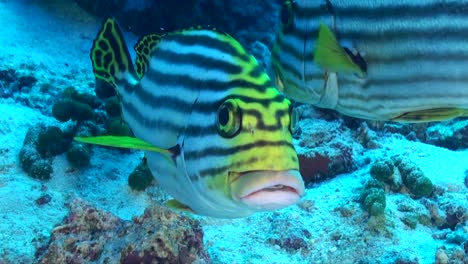 yellow striped sweetlip super close up swimming towards camera