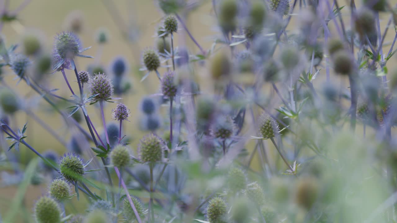 Bee gathers nectar on lavender thistles, soft daylight, shallow depth of field, gentle camera movement