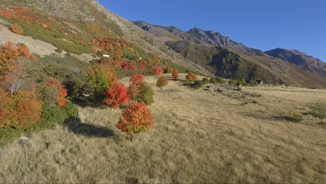 a drone captures aerial footage of an alpine meadow in the fall as tree leaves change color into brilliant reds and yellows