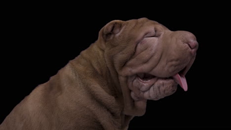 shar pei dog puppy lying down against white background