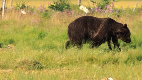 brown bear (ursus arctos) in wild nature is a bear that is found across much of northern eurasia and north america. in north america, the populations of brown bears are often called grizzly bears.