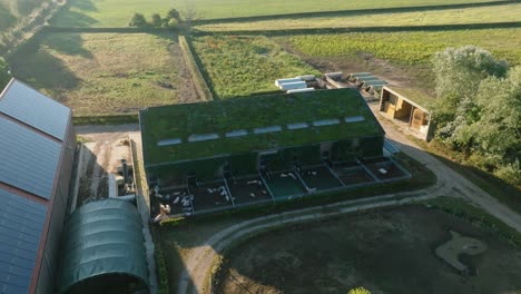 Drone-shot-of-a-amazing-farm-with-lots-of-pigs-in-a-pigsty-on-a-sunny-day-in-the-summer