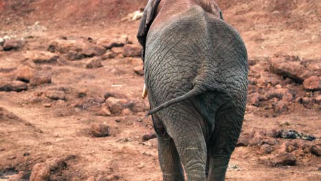 Elephant-Back-View-Walking-At-Aberdare-National-Park-In-Kenya,-East-Africa