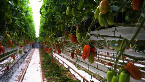 hermosos tomates frescos creciendo en el invernadero moderno, vista en movimiento