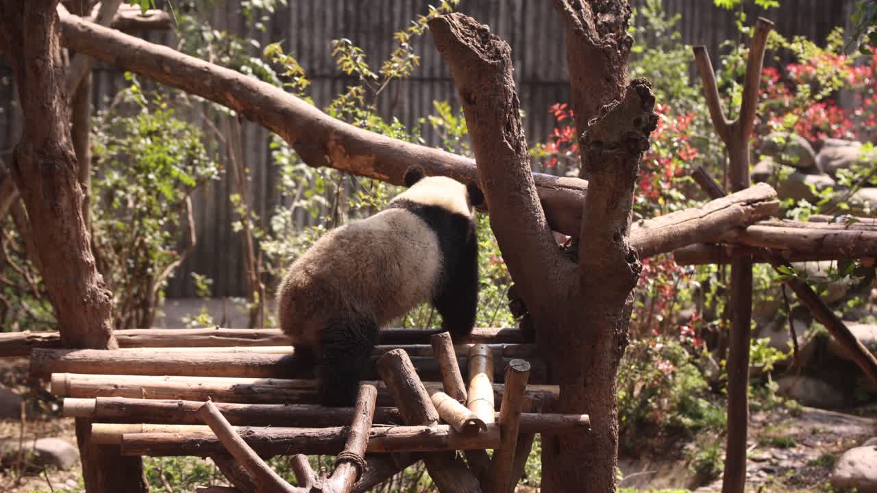 un joven panda gigante sube a una estructura de madera en el centro de investigación de pandas de chengdu en china