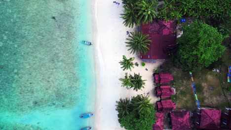 Tiburón-En-La-Playa-Con-Palmera-Por-La-Mañana