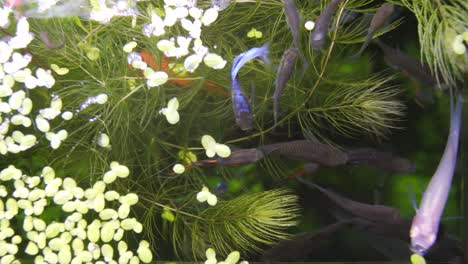 toma estática desde la parte superior de un acuario con un pez albino xiphophorus hellerii y poecilia reticulata en primer plano con algunas plantas en el fondo