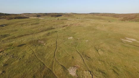 aerial: the dune nature reserve of oostkapelle with grazing ponies