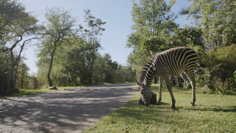 baby zebra grazing by the side of the road