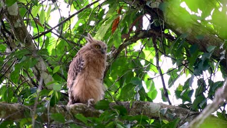 The-Buffy-Fish-Owl-is-a-big-owl-and-yet-the-smallest-among-the-four-Fish-Owls