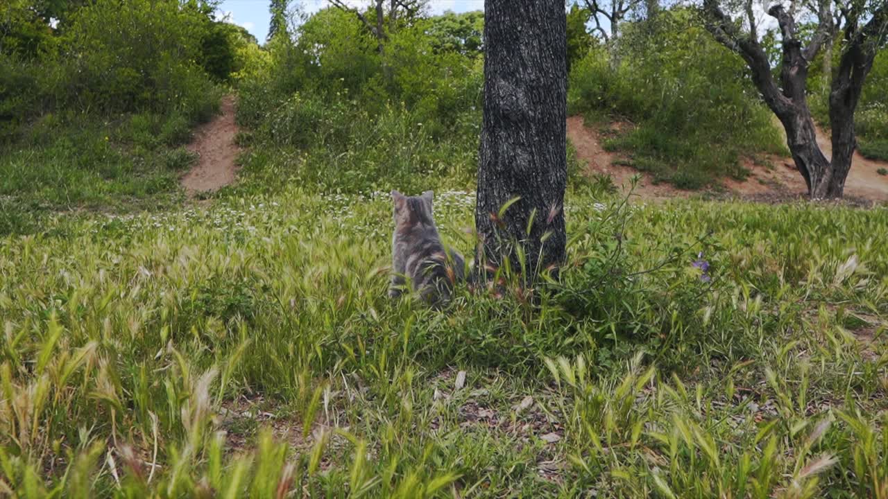 un gato está sentado junto a un árbol en medio de un campo y mirando a su alrededor, montpellier - francia