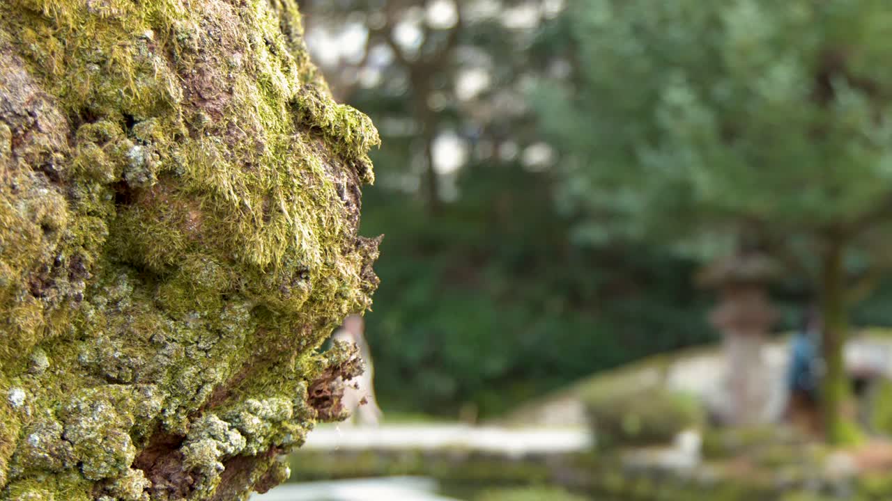 Close-up da casca de árvore musgosa e texturizada com um fundo de jardim japonês desfocado