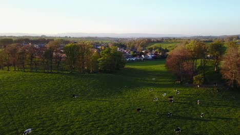 aerial video of cows grazing in a green field with a village on the background during golden hour