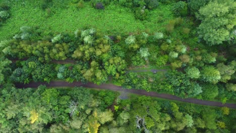 Vista-Aérea-De-Arriba-Hacia-Abajo-Del-Camino-Y-Los-árboles-En-Un-Denso-Bosque-En-El-Reino-Unido