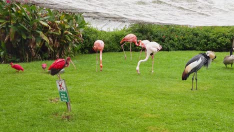 various flamingos grazing at a bird sanctuary