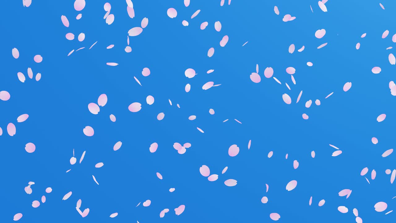 체리 꽃 눈보라의 루프 애니메이션, 춤추는 체리 꽃과 함께 봄 배경 입자