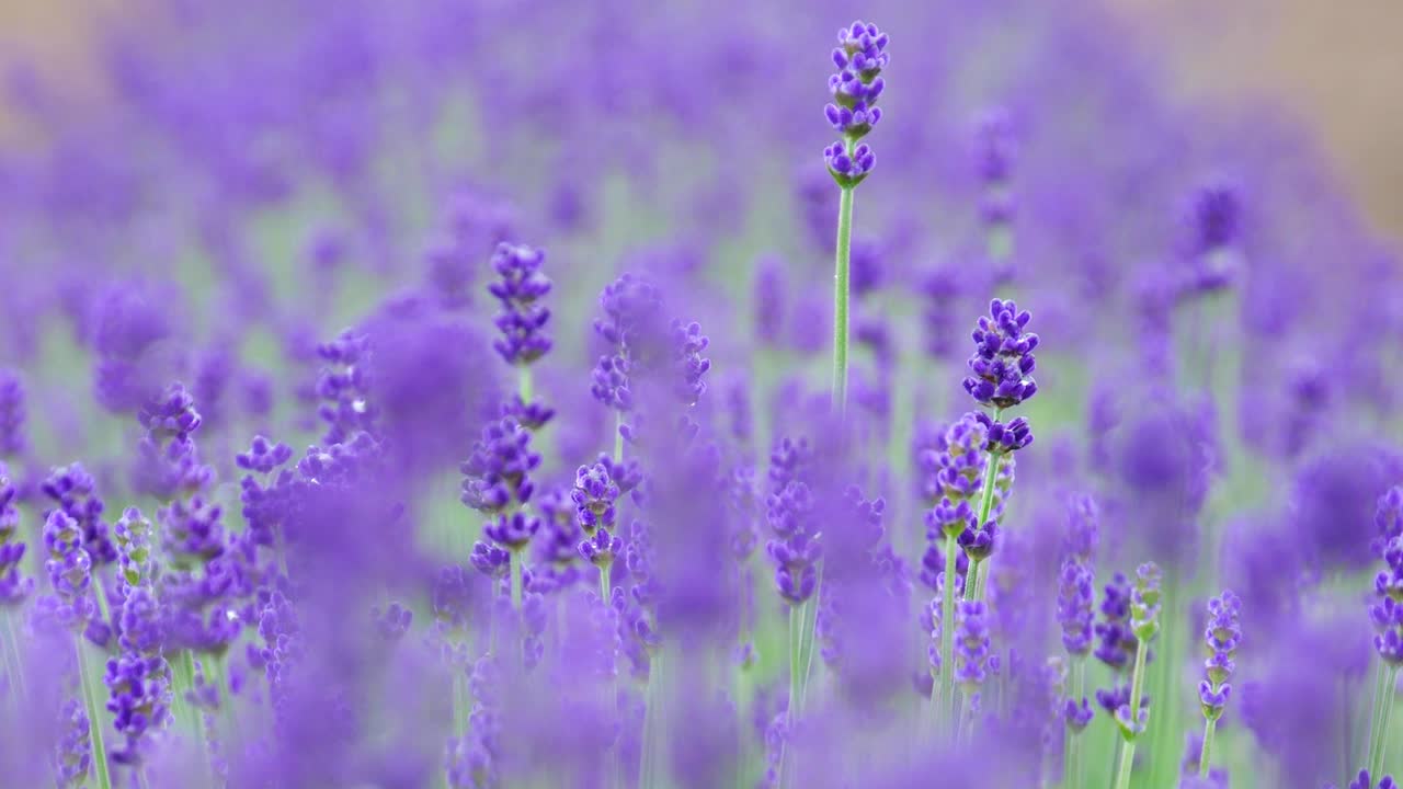 lavanda