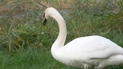 cisne mudo alimentando hierba verde cerca del gran canal en dublín, irlanda