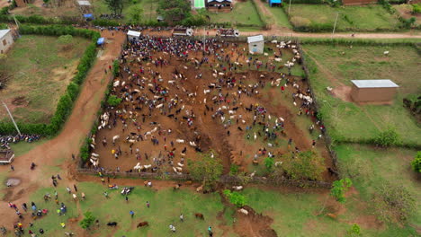 goats and cattle crowding kako market in omo valley