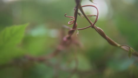 4k-footage-of-cowpeas-Vegetable-vine