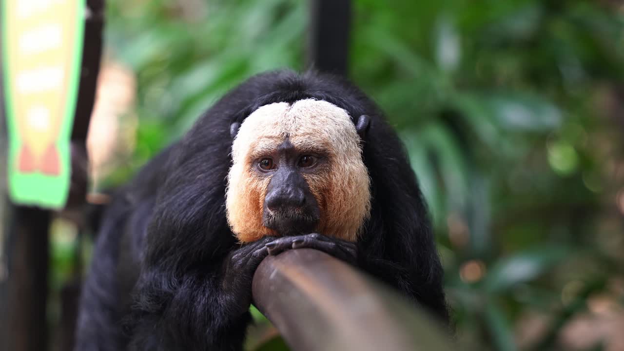 게으른 수목 생물 남성 흰 얼굴 사키 원숭이