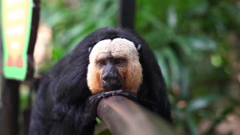 lazy arboreal creature male white faced saki monkey