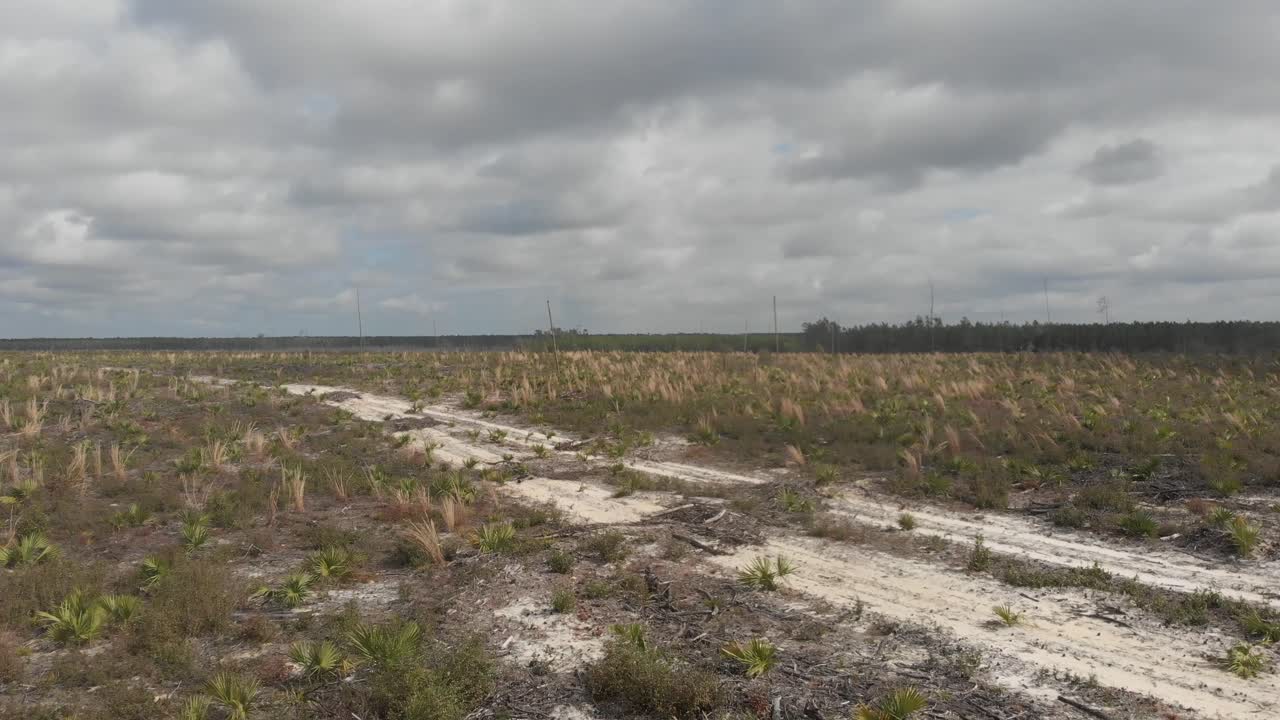 vasto páramo campos de hierba palmeras árboles muertos sendero de arena rural remoto bosque nacional de ocala florida transporte aéreo de drones