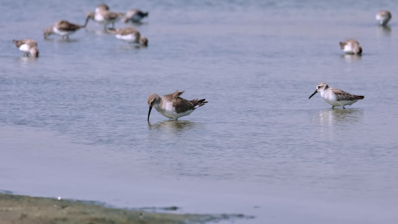 바다 에서 먹이를 찾기 위해 왼쪽으로 이동하는 에서 볼 수 있는 curlew sandpiper calidris ferruginea, 태국