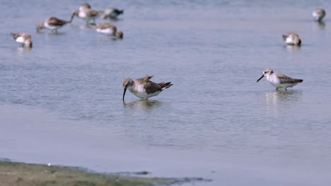 seen from its side moving towards the left foraging for some food under the water, curlew sandpiper calidris ferruginea, thailand