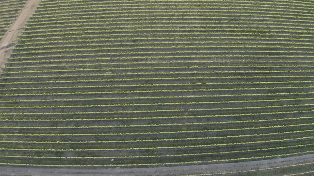 Aerial drone over green vineyards landscape at sunrise, Stellenbosch, Cape Town