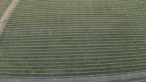 aerial drone over green vineyards landscape at sunrise, stellenbosch, cape town