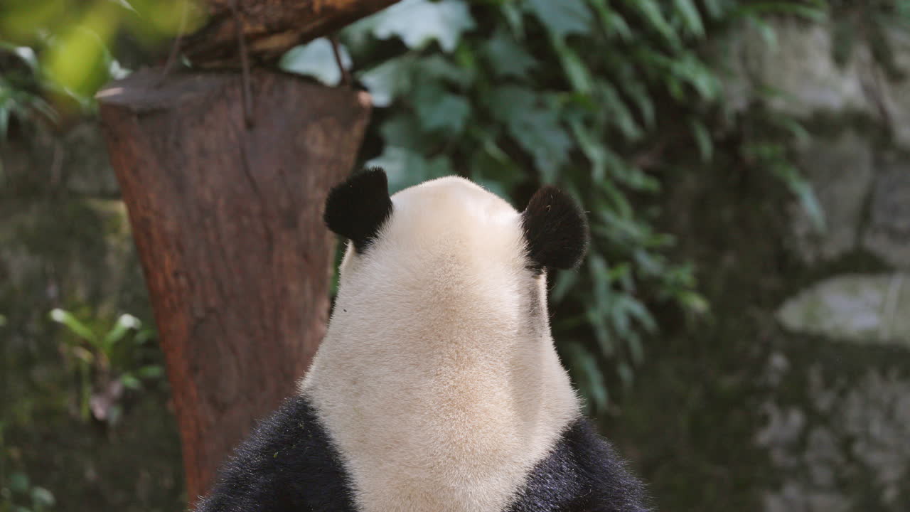 A close up of a panda eating