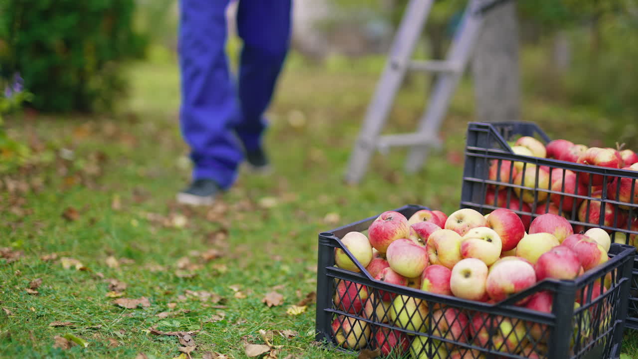 Delicious apples in drawers in autumn. Plastic boxes full of fresh fruit on grass in the garden. Farmer brings juicy ripe apples. Close-up.