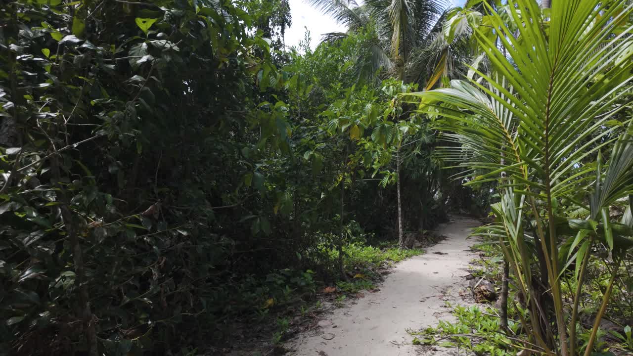 Sandy path through lush tropical jungle in Cahuita National Park, Costa Rica
