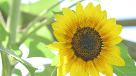 Cerca-De-Girasol-Agricultura-Girasol-Granja-2