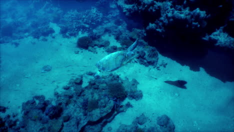 tortuga marina nadando a través del arrecife de coral