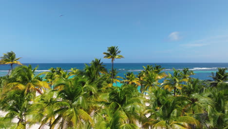 tall palm trees on the white sandy coast of cayo sombrero in morrocoy, venezuela