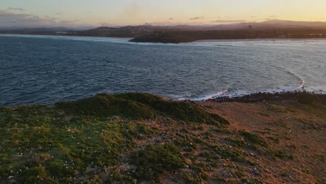 Colonia-De-Aves-Marinas-Que-Anidan-En-La-Isla-Cook-Con-Vistas-A-Fingal-Head-Al-Atardecer-En-Nsw,-Australia