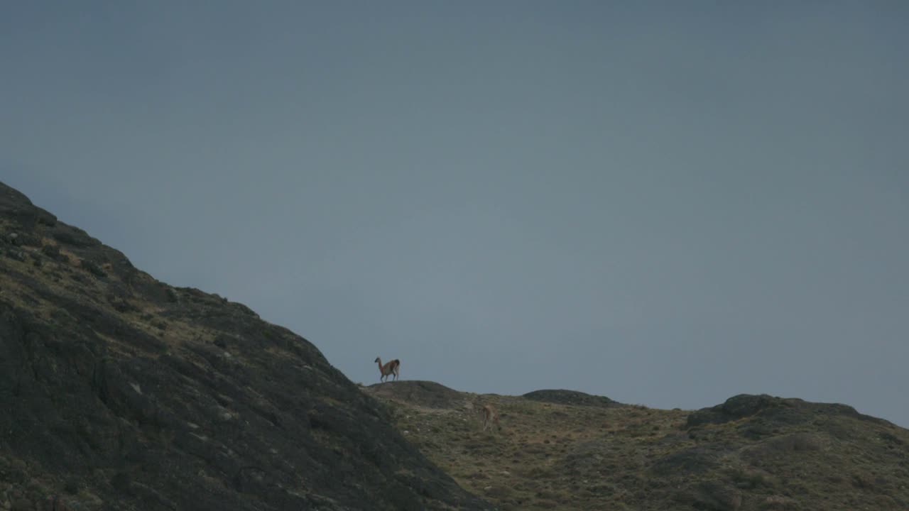 Guanaco walks of mountain top