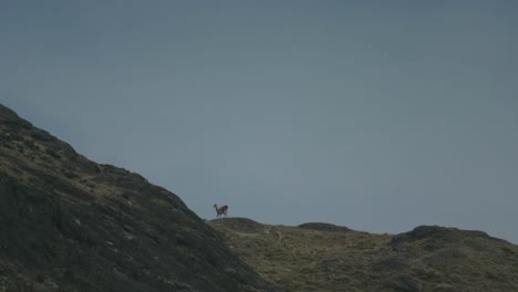 Guanaco-Spaziergänge-Auf-Der-Bergspitze