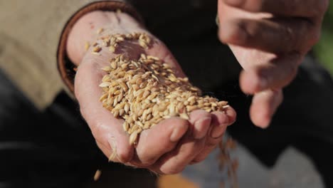 el agricultor inspecciona su cosecha con las manos sosteniendo semillas maduras de trigo.