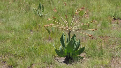 brunsvigia grandiflora con capullos de naranja únicos, lesotho áfrica