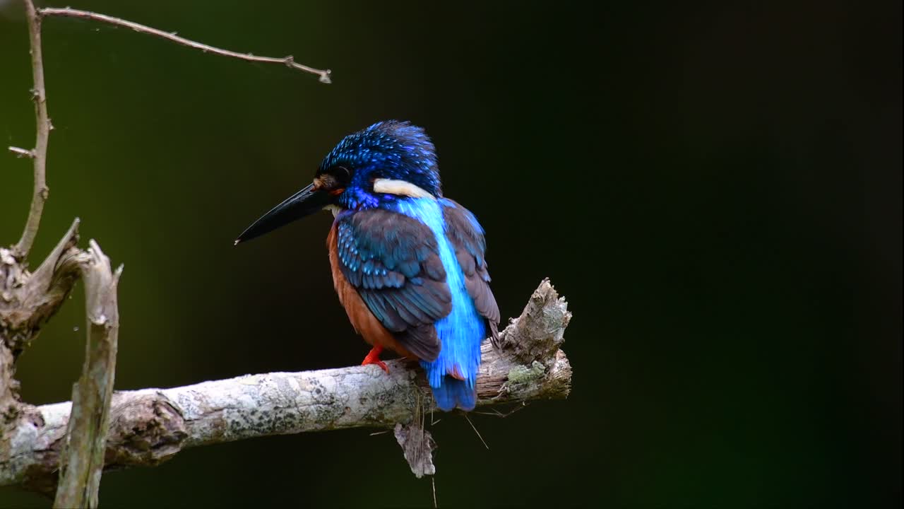 el martín pescador de orejas azules es un pequeño martín pescador que se encuentra en tailandia y es buscado por los fotógrafos de aves debido a sus hermosas orejas azules, ya que es una pequeña, linda y esponjosa bola de plumas azules de un pájaro