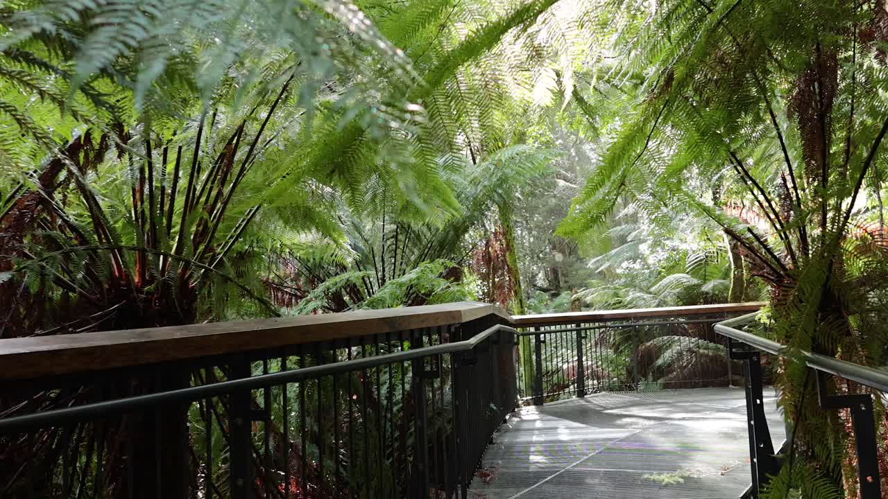 조용한 산책로를 따라 울창한 초록색