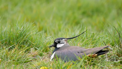 northern lapwing on its nest in a grassy field showing it's impressive crest blown by the wind, side view