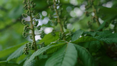 Green-tree-leafs-blossoming-against-sky-in-closeup.-Meditative-nature-view.