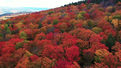 Drone Aerial View of Amazing Colorful Dense Forest in Autumn Colors in American Countryside, New England USA