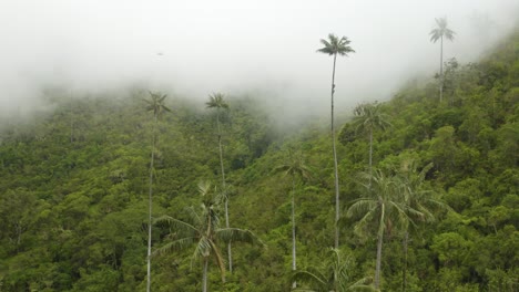 fog surrounds and engulfs wax palm trees in tropical rainforest